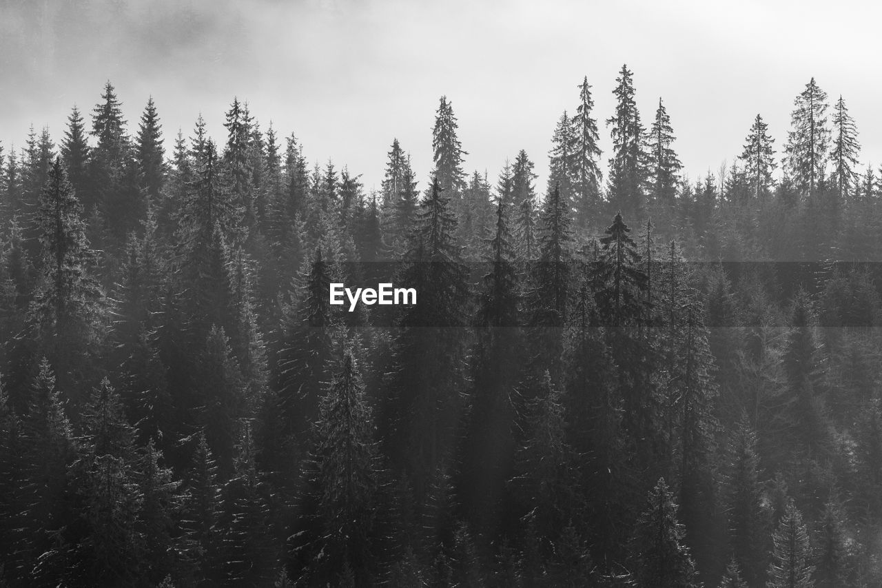 Abstract landscape in the mountains, with fog in the forest, in the morning in rodnei mountains 