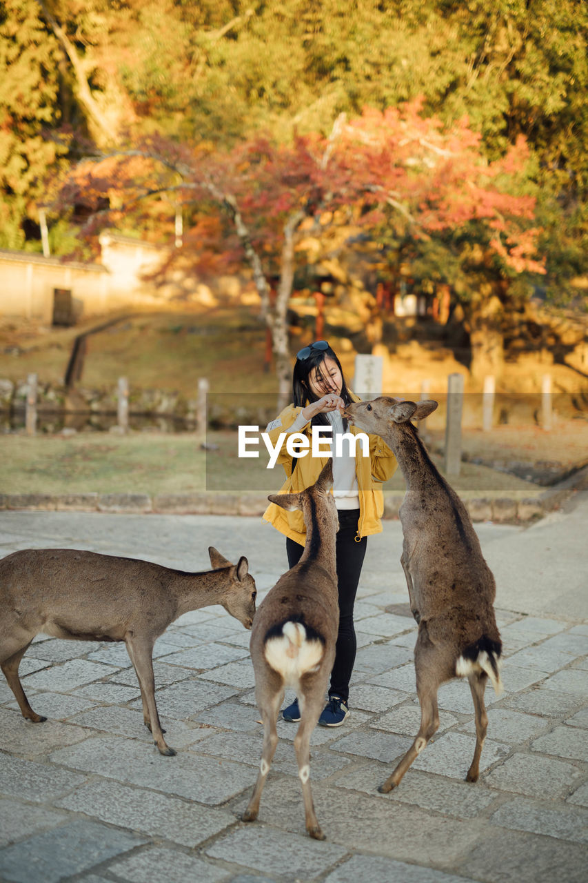 Full length portrait of young women feeding deers in nara park during autumn 