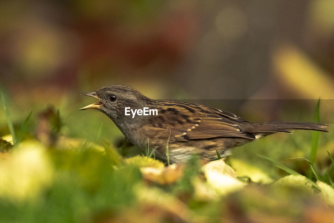 CLOSE-UP OF BIRD