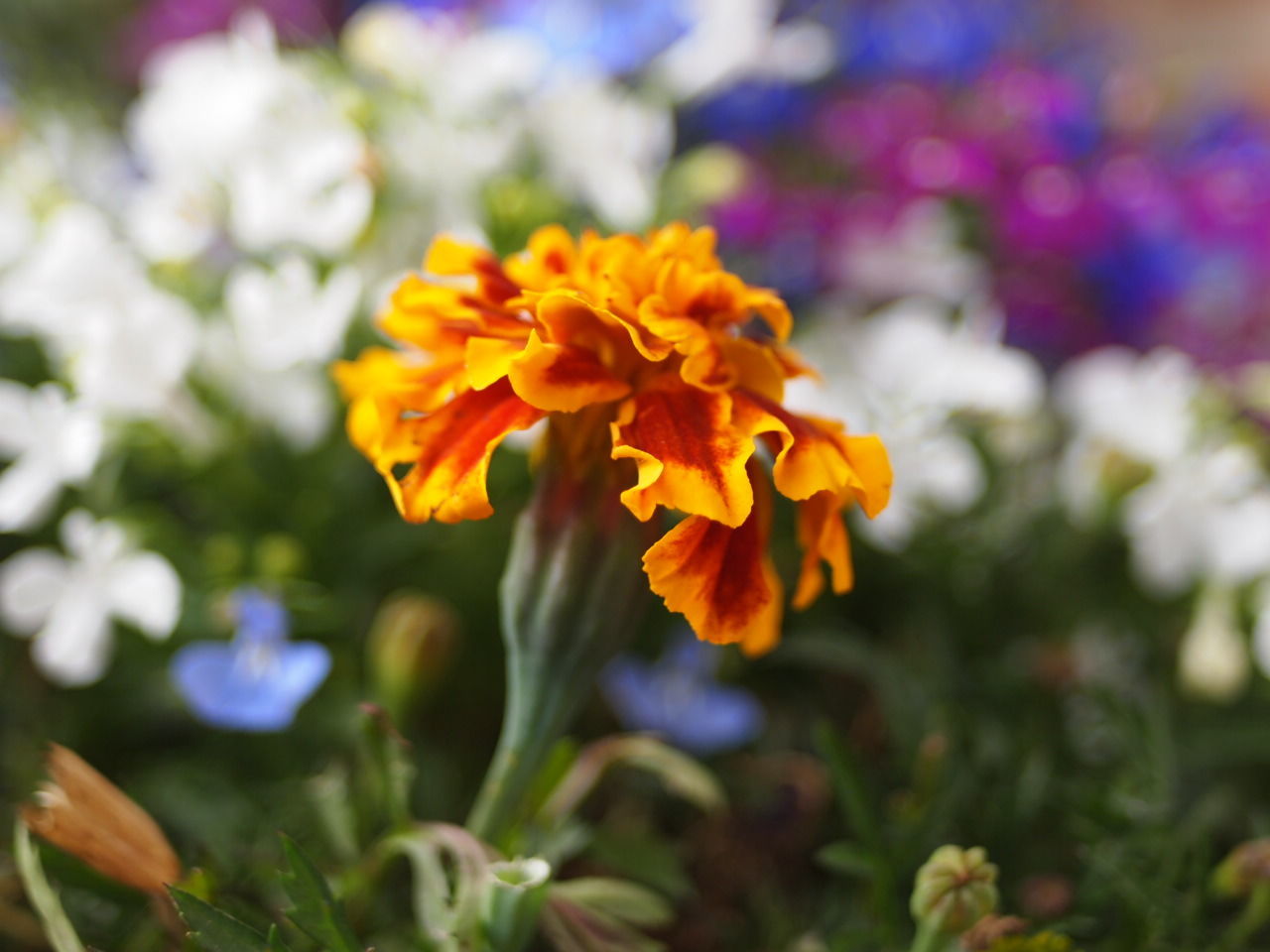 Close-up of marigold blooming outdoors