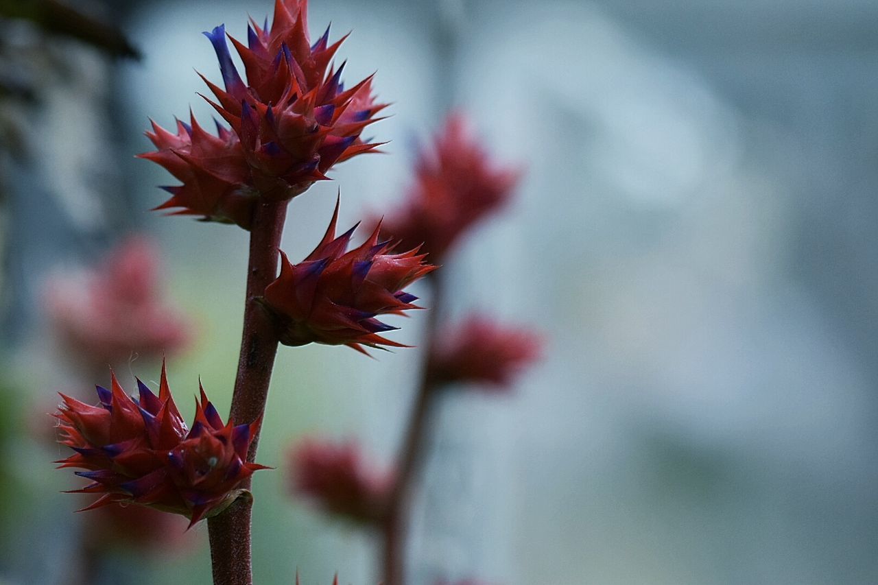 Close-up of red flower