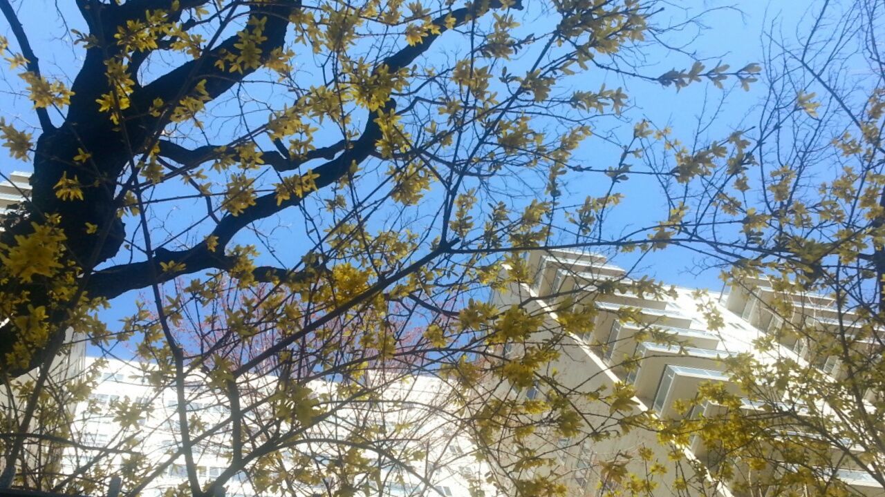 LOW ANGLE VIEW OF TREES AGAINST SKY