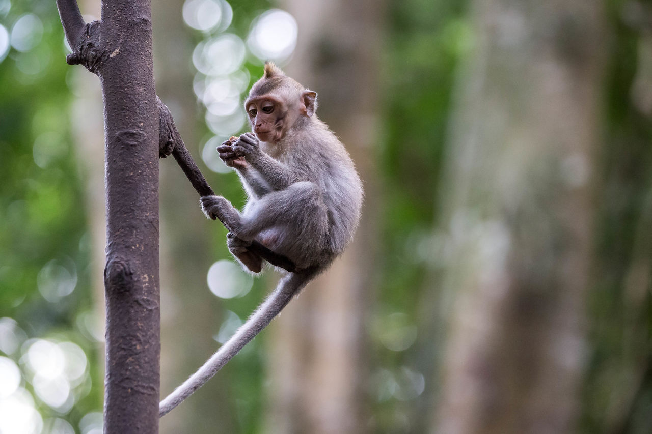 Monkey in a forest