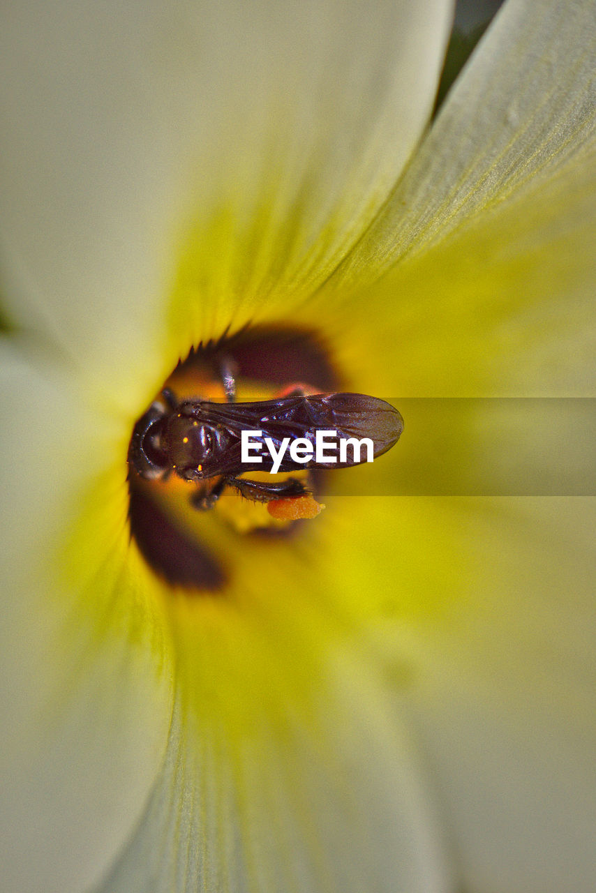 CLOSE-UP OF HONEY BEE ON YELLOW FLOWER