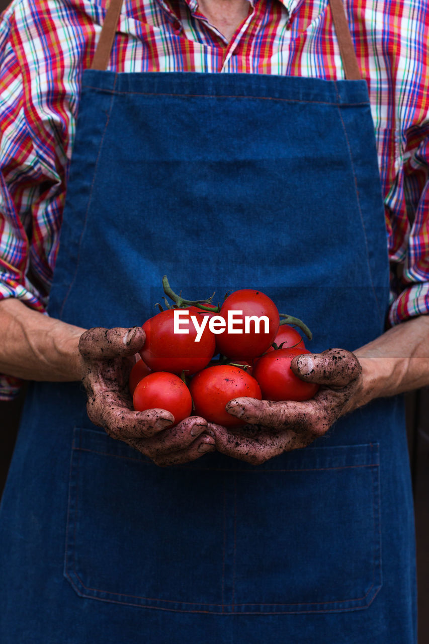 Senior man, farmer, worker holding in hands harvest of organic fresh tomato