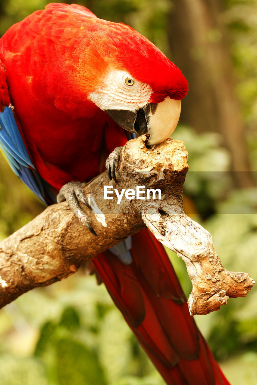 Close-up of macaw perching on tree