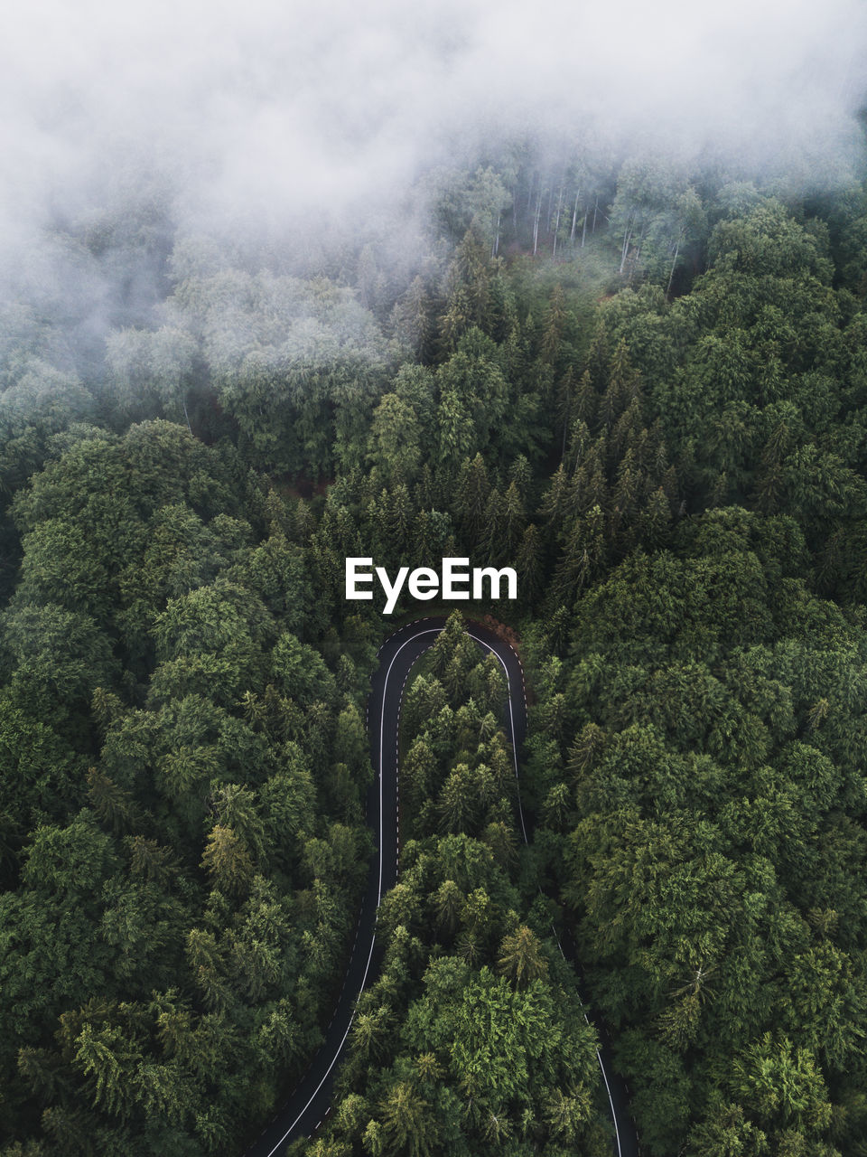 High angle view of trees in forest