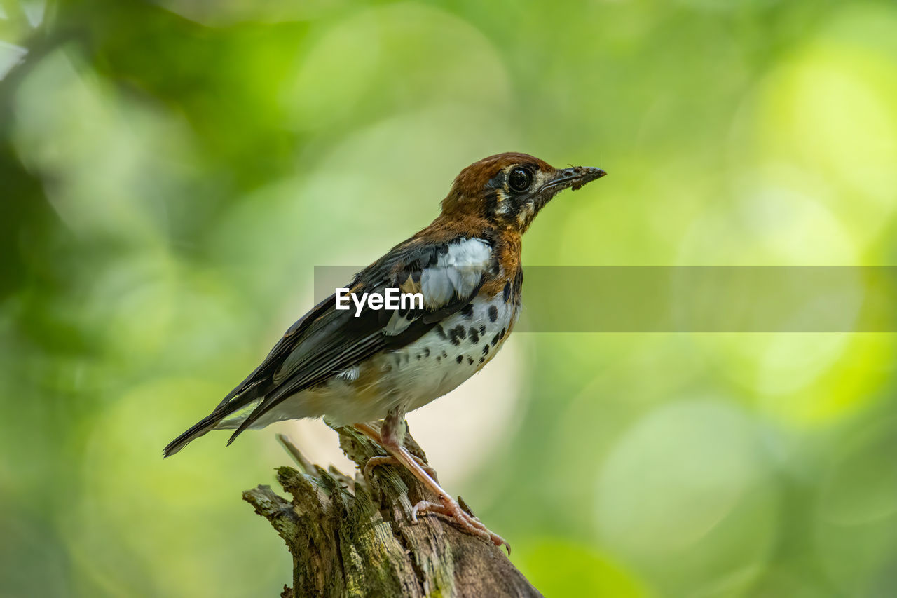 CLOSE-UP OF A BIRD PERCHING ON BRANCH