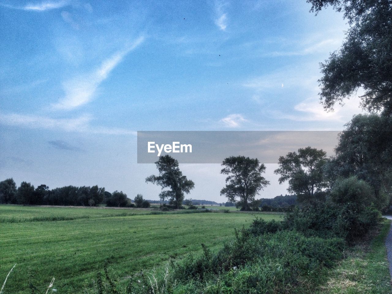 Trees on grassy field against sky