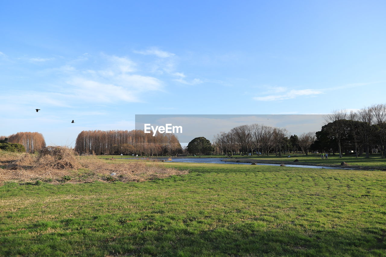 VIEW OF SHEEP ON FIELD AGAINST SKY