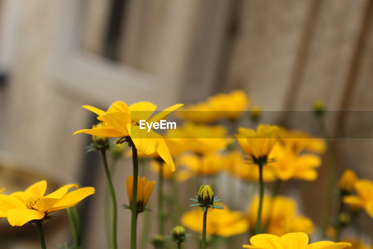 Close-up of yellow flowering plant
