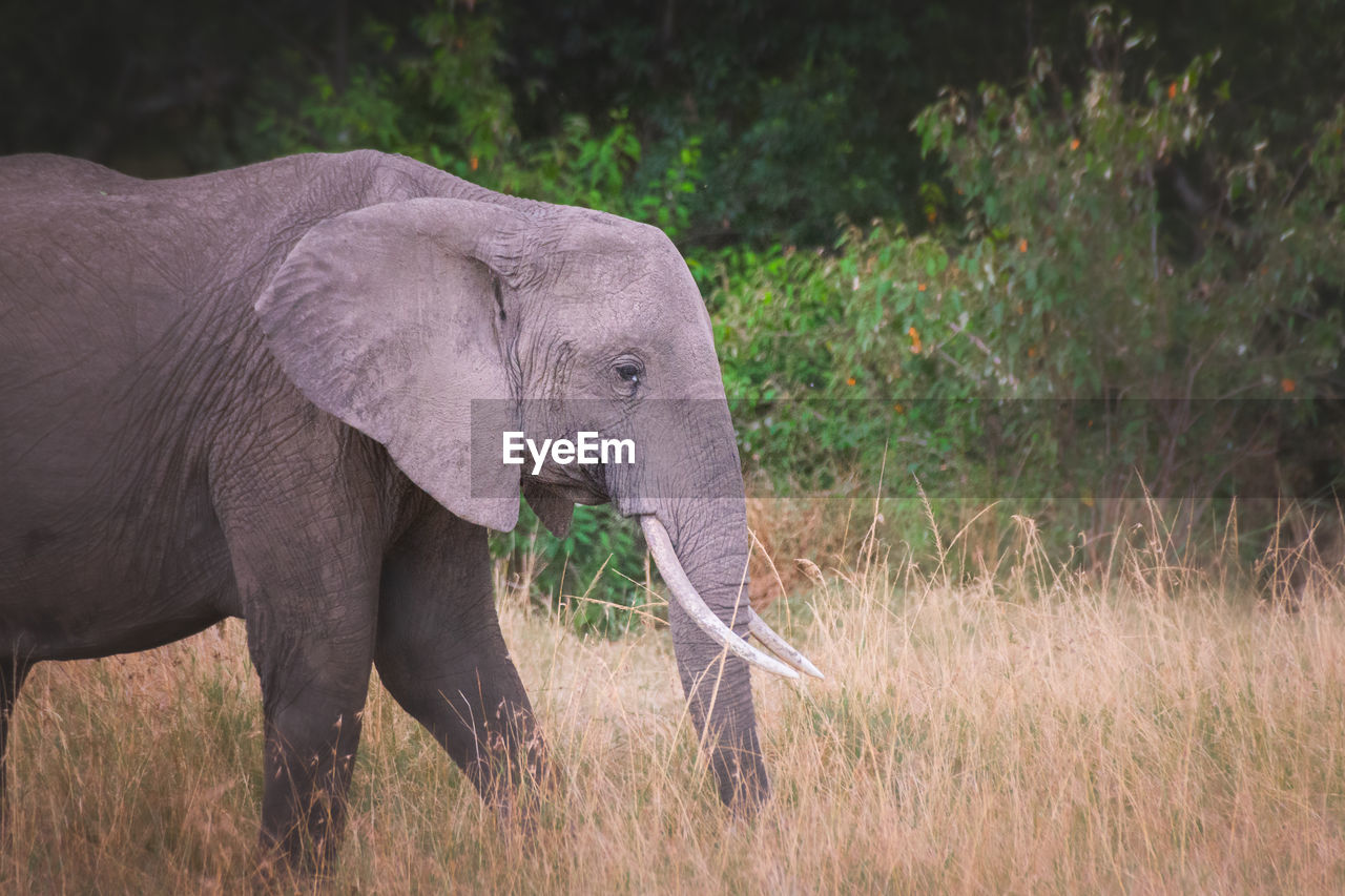 Elephant drinking water