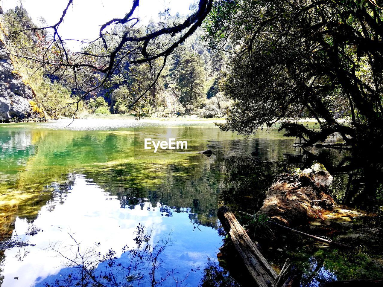 REFLECTION OF TREES IN LAKE