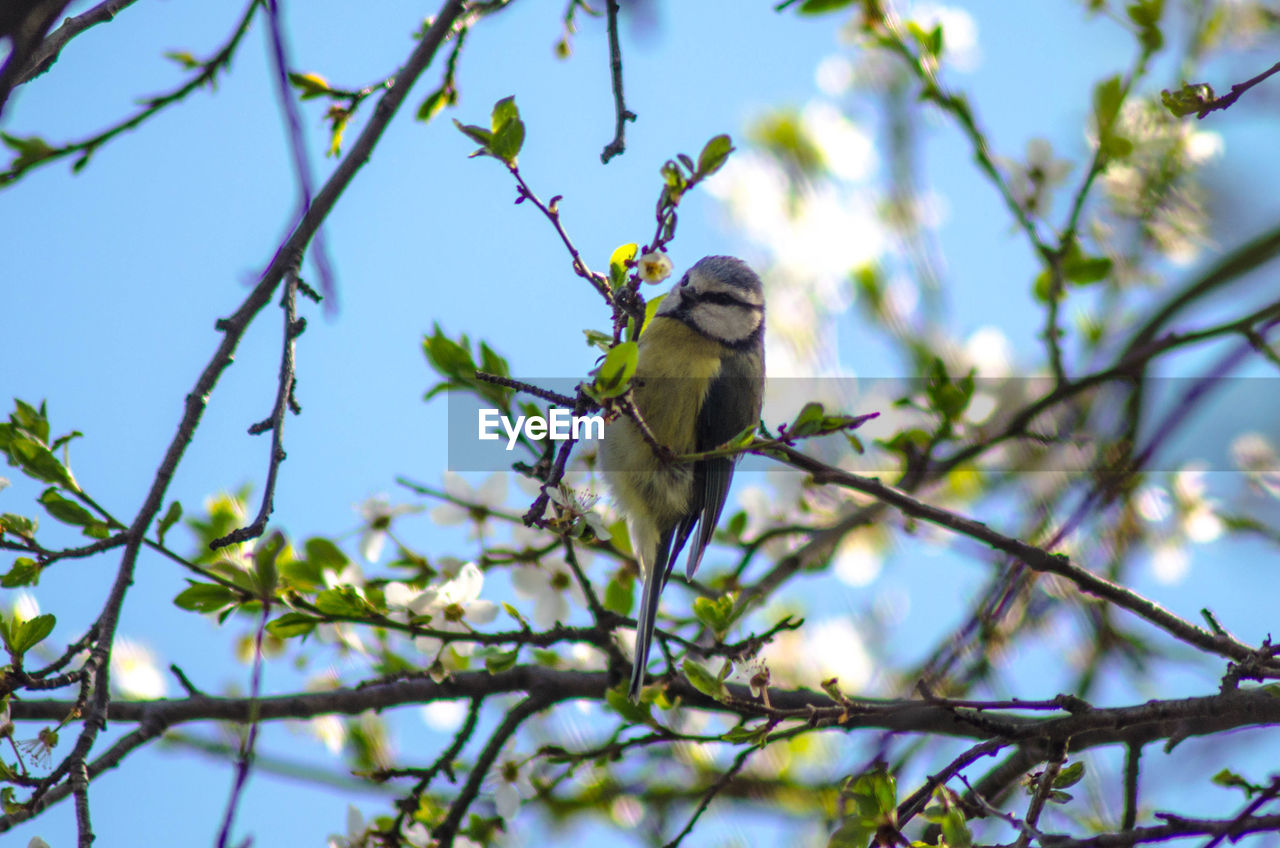 LOW ANGLE VIEW OF BIRD PERCHING ON TREE AGAINST SKY