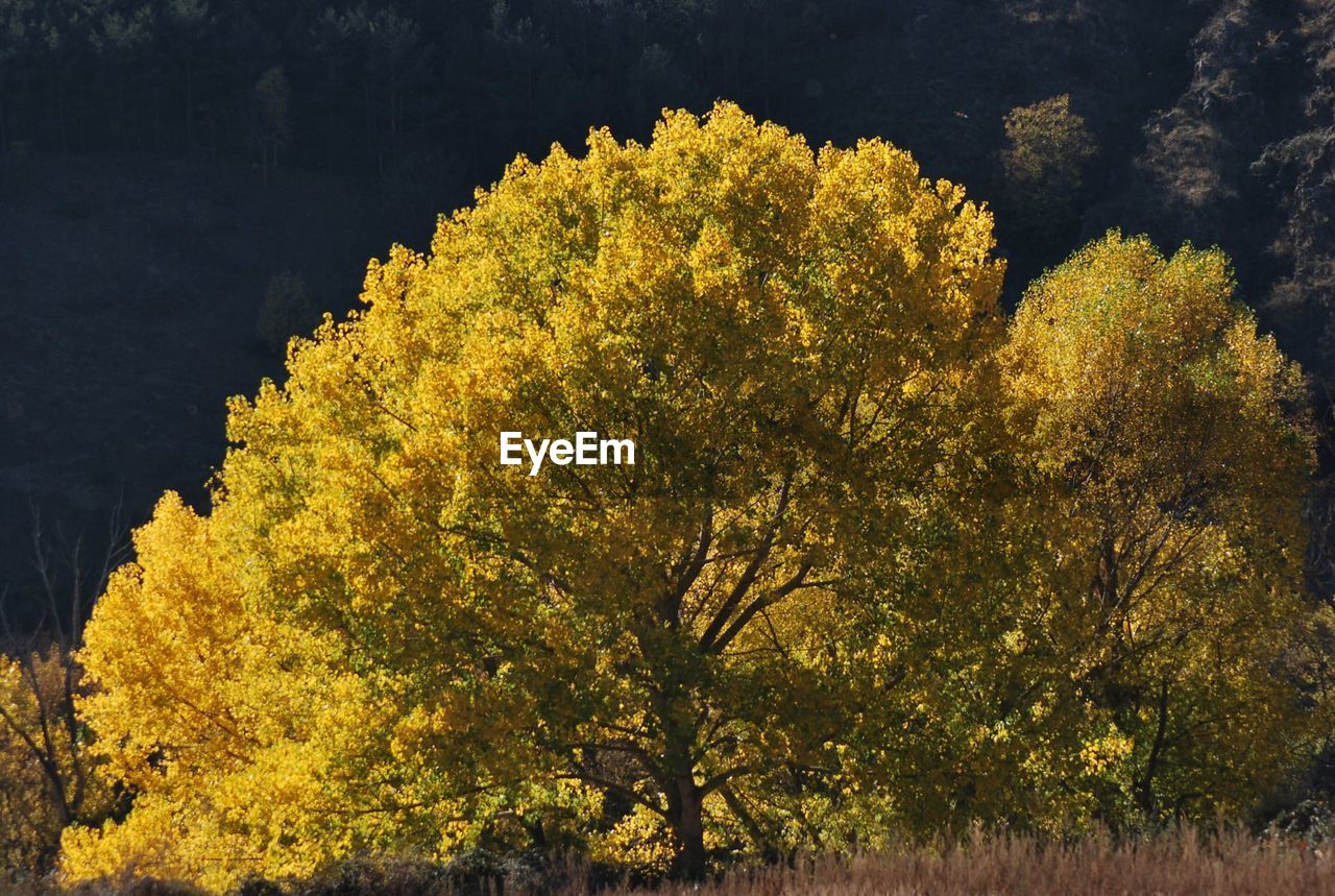 Yellow tree against sky