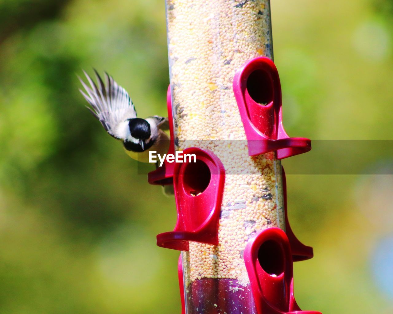 CLOSE-UP OF A BIRD FLYING OVER A FEEDER