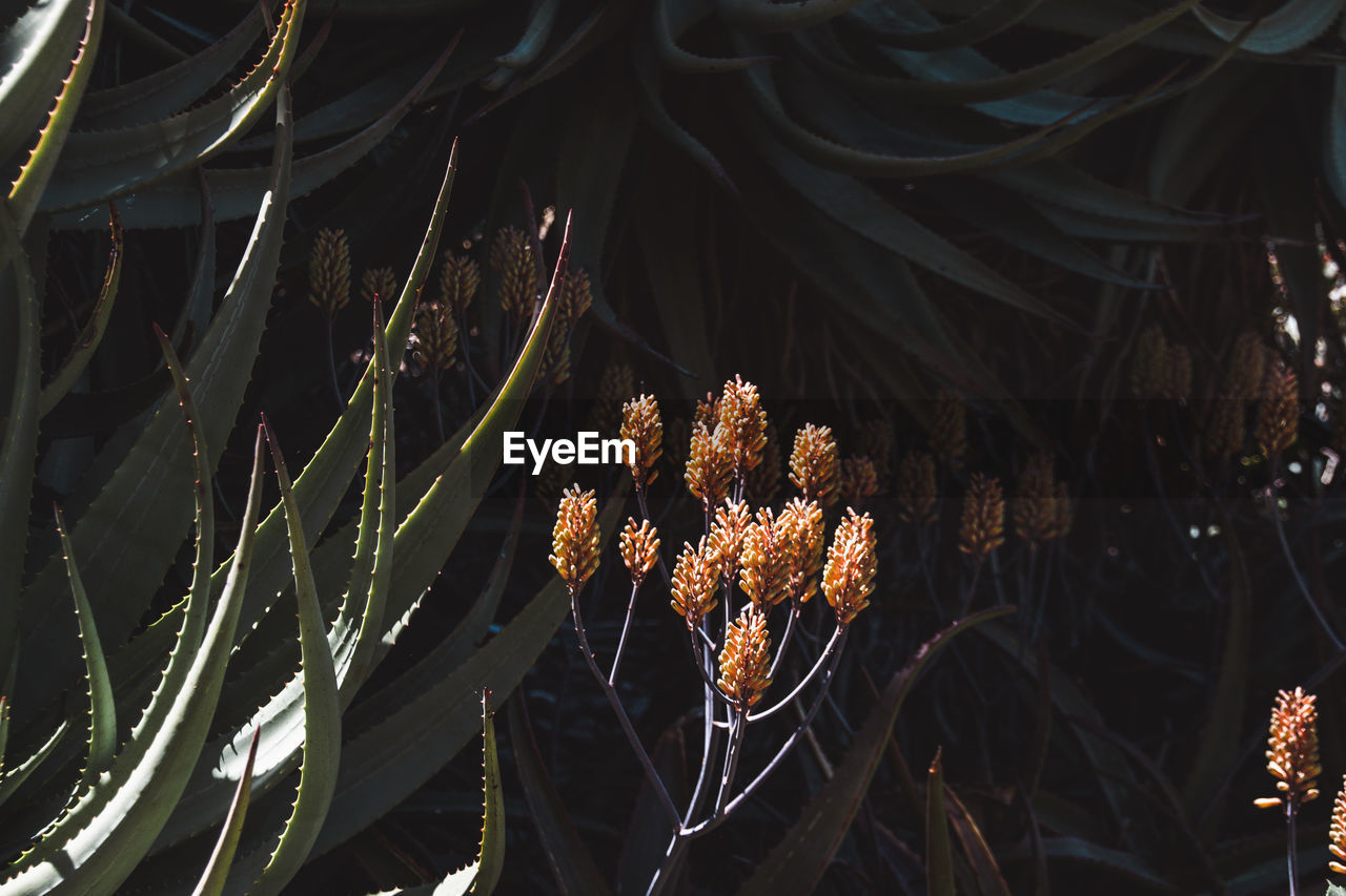 Close-up of wilted plant against trees