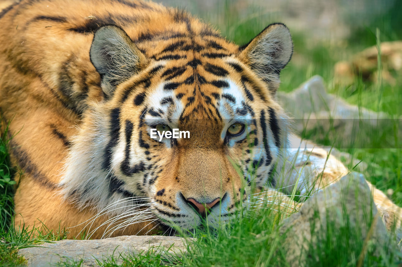 CLOSE-UP PORTRAIT OF A CAT IN ZOO