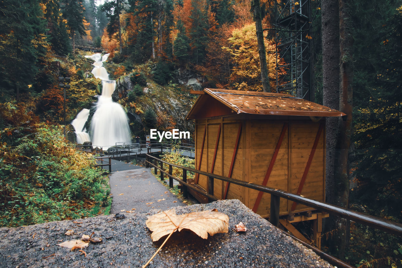 TRADITIONAL WINDMILL IN FOREST