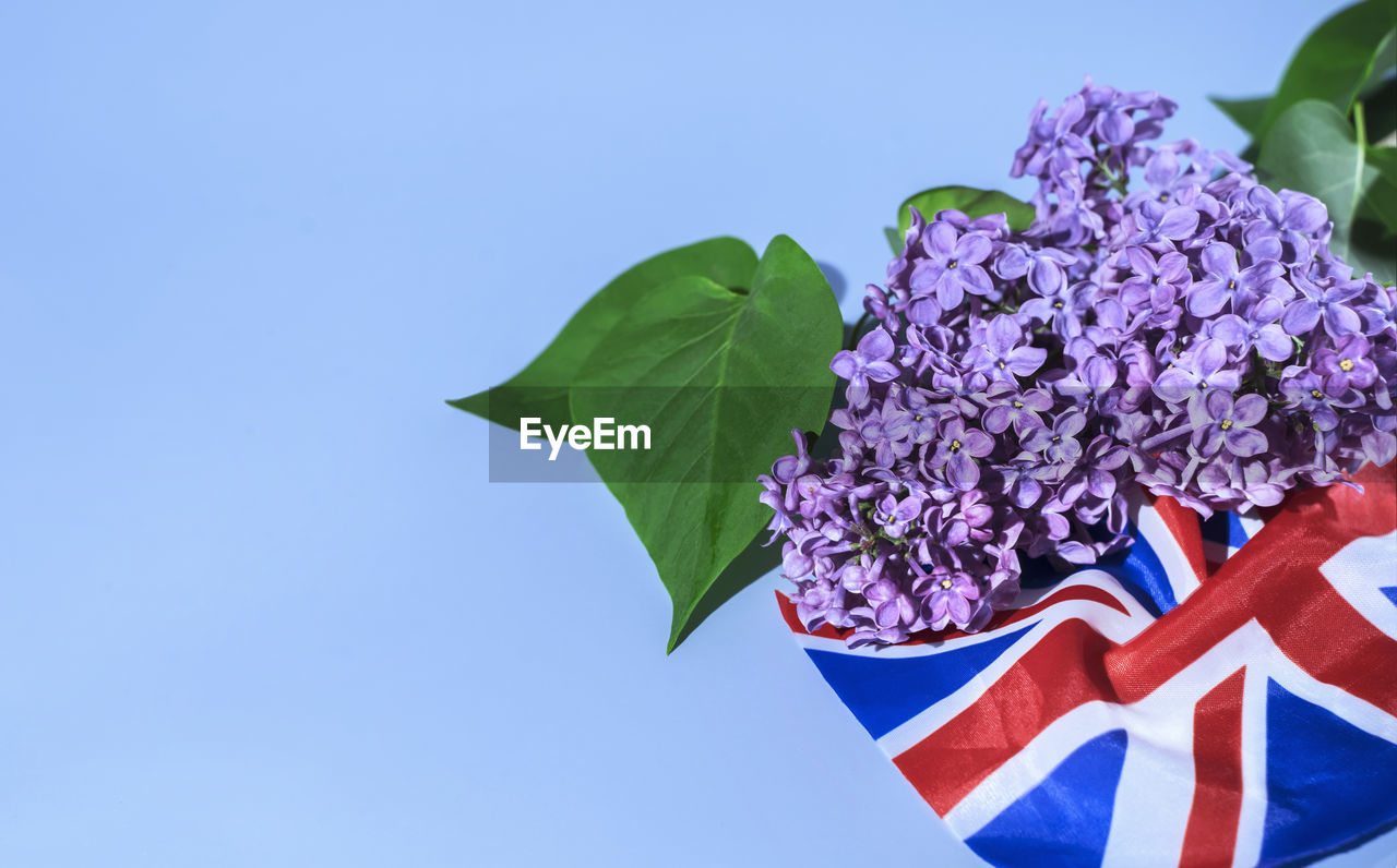 blue, nature, flower, leaf, sky, plant, clear sky, plant part, no people, flowering plant, flag, outdoors, environment, beauty in nature, copy space, patriotism, low angle view, day, multi colored, sunny