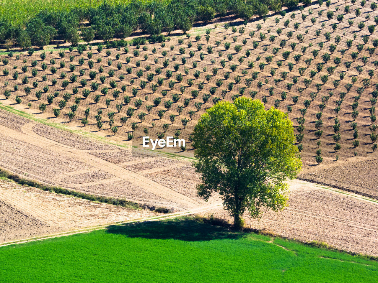 VIEW OF TREE IN FARM