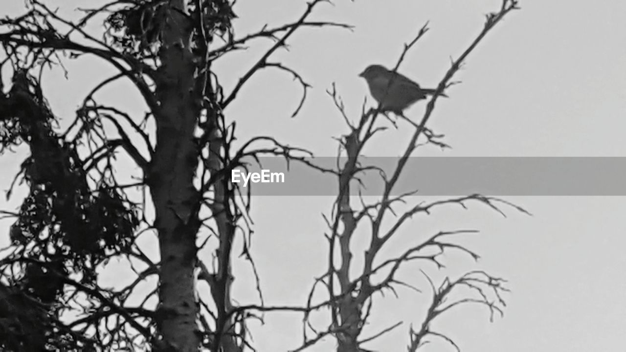 LOW ANGLE VIEW OF BIRD PERCHING ON BARE TREE