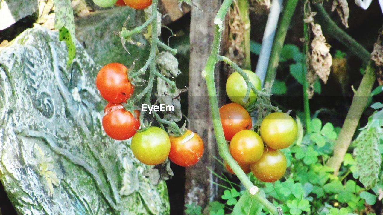 CLOSE-UP OF TOMATOES GROWING IN PLANT