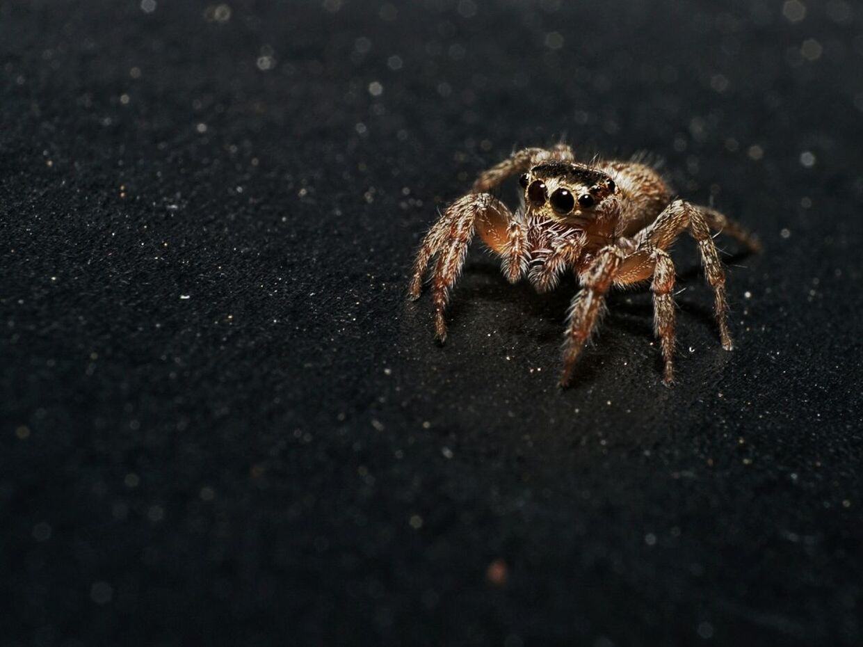 CLOSE-UP OF SPIDER OUTDOORS