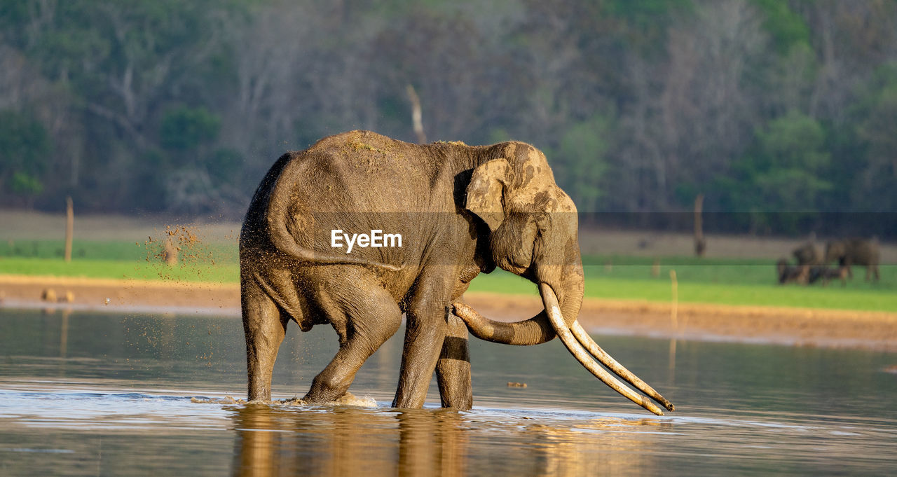 side view of elephant in lake