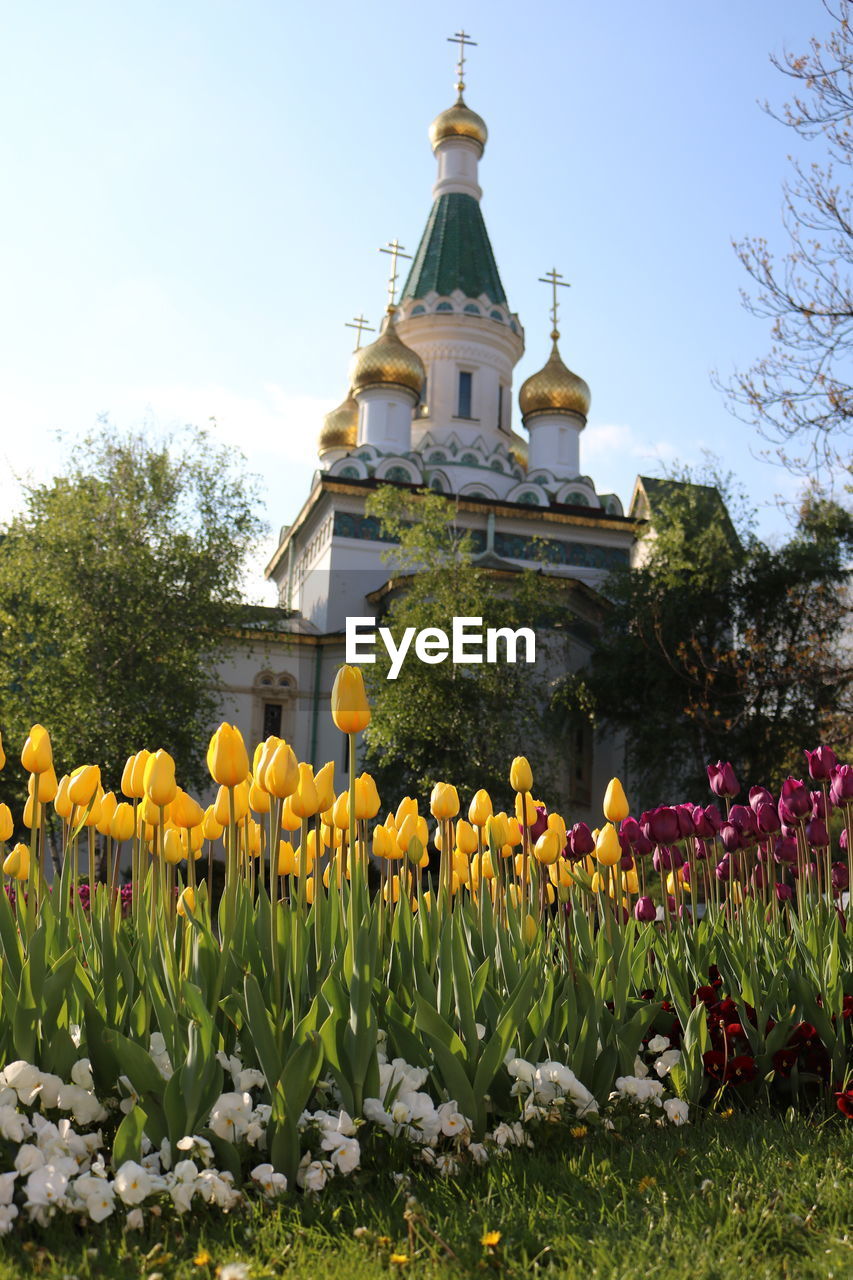 VIEW OF FLOWERS AGAINST SKY