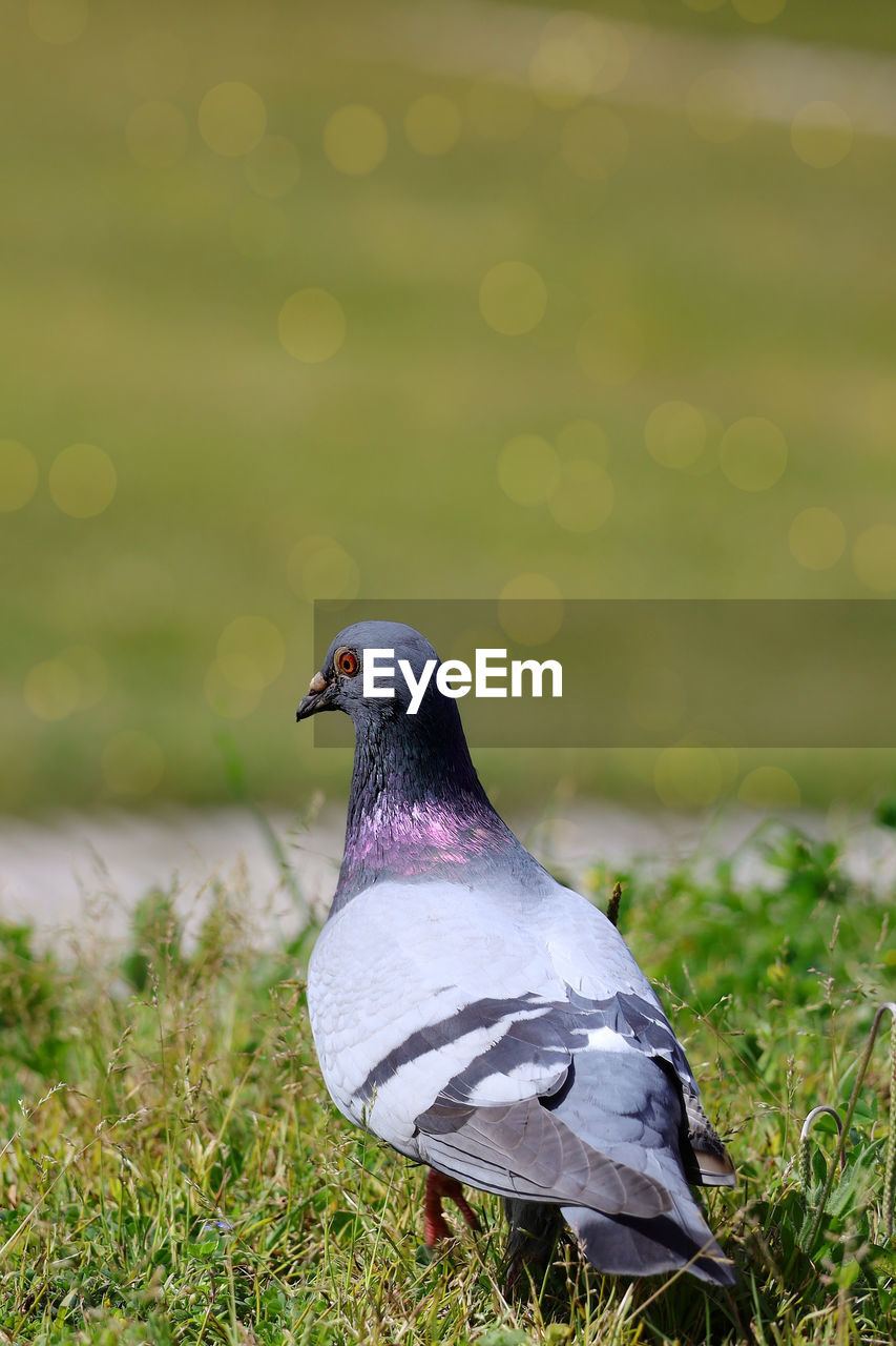 animal themes, animal, bird, animal wildlife, wildlife, grass, stock dove, one animal, nature, plant, no people, beak, day, pigeons and doves, field, outdoors, green, full length, focus on foreground, beauty in nature, side view, close-up, land, plain, meadow, pigeon, selective focus, sunlight, dove - bird