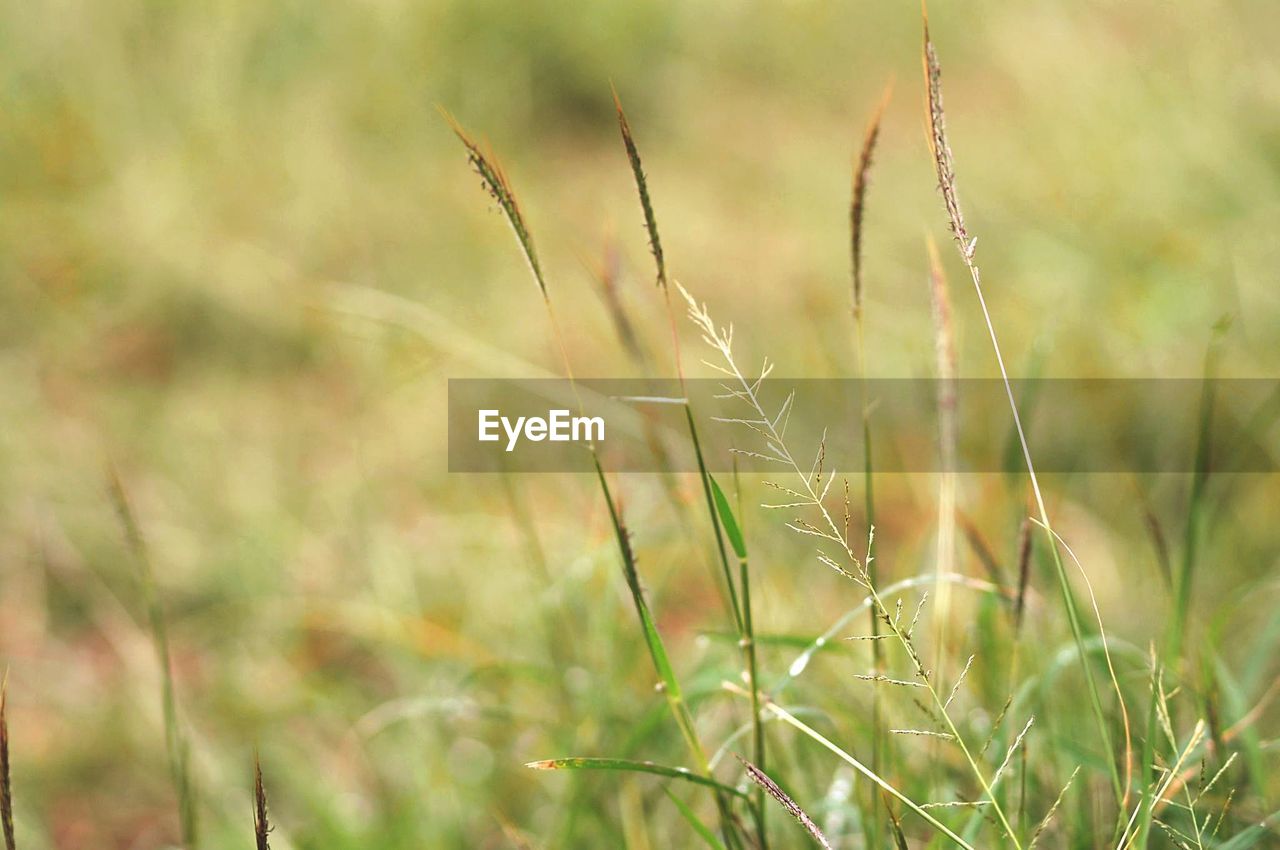 CLOSE-UP OF FRESH GREEN GRASS IN FIELD