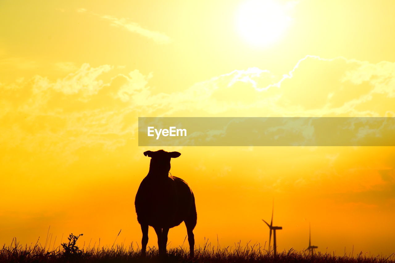 SILHOUETTE HORSE ON FIELD DURING SUNSET