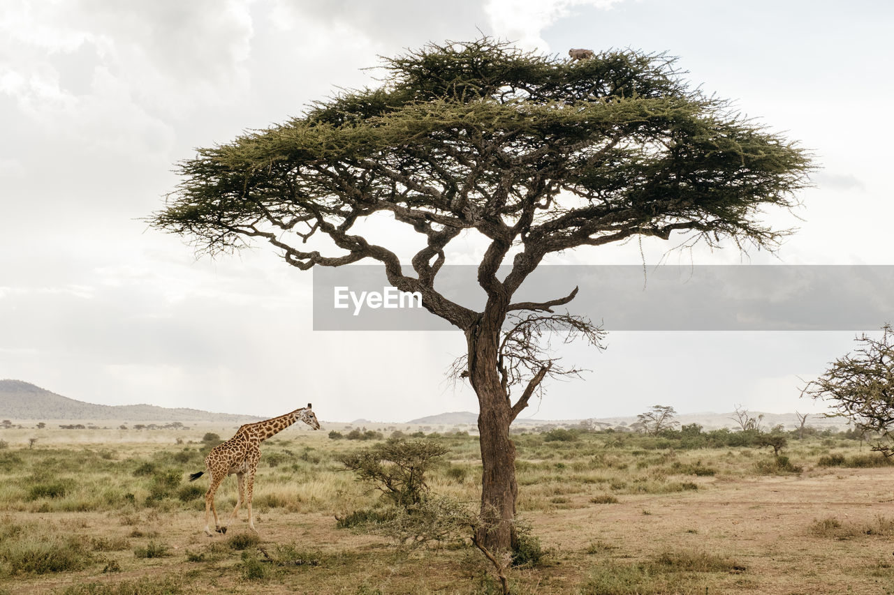 giraffes on field against sky