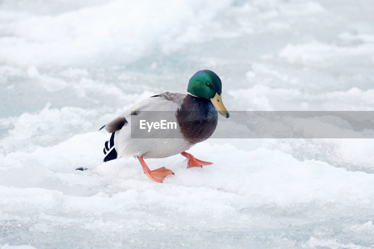 Male mallard duck on ice