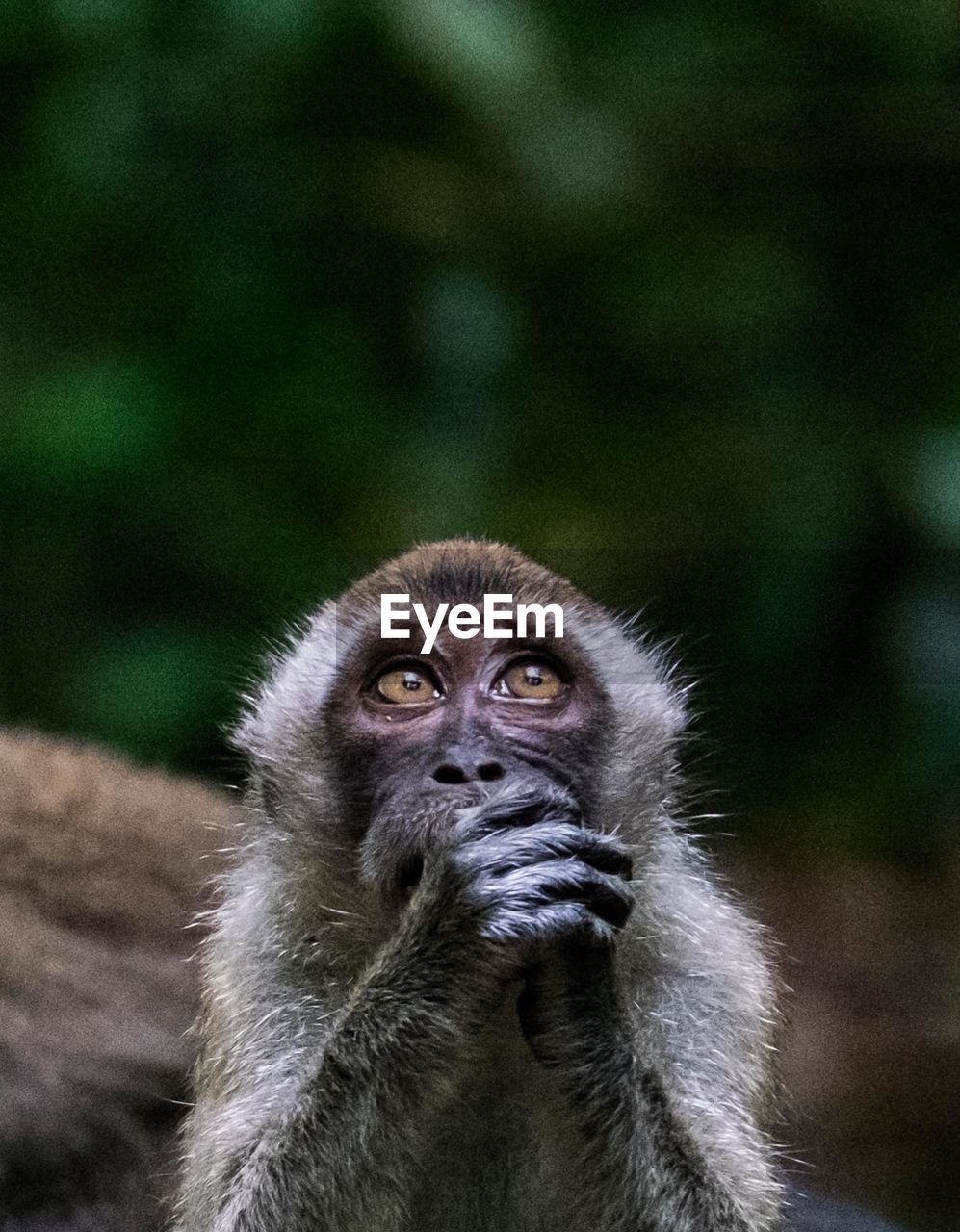 Close-up of macaque