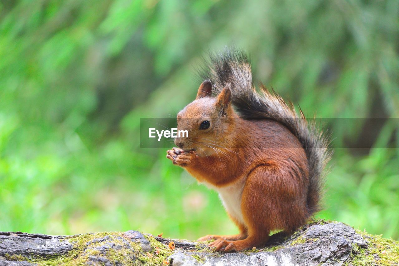 View of squirrel eating while sitting on rock