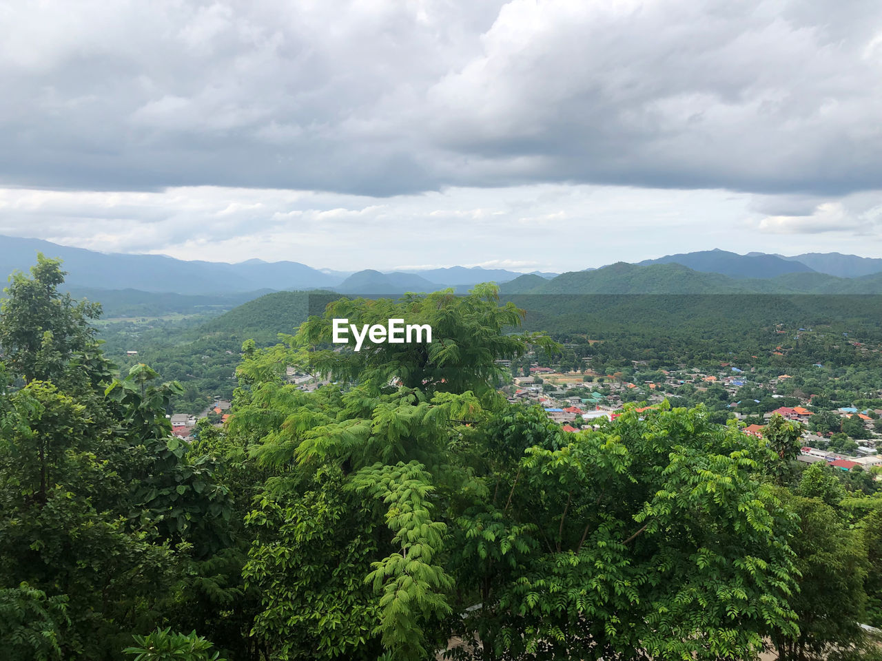 Trees and plants growing on mountain against sky