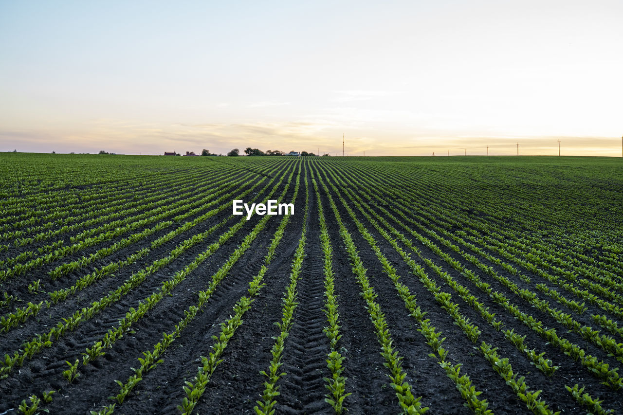 scenic view of field against clear sky