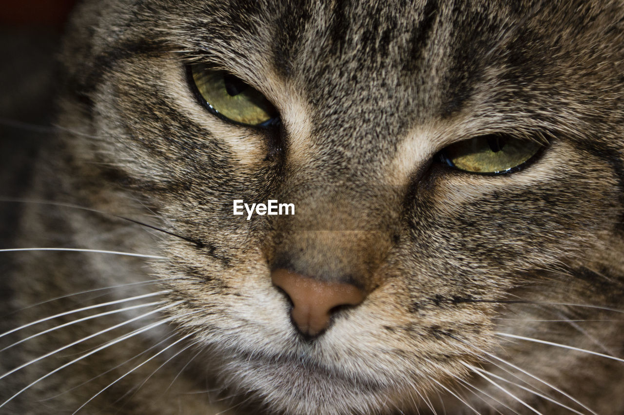 CLOSE-UP PORTRAIT OF CAT WITH EYES