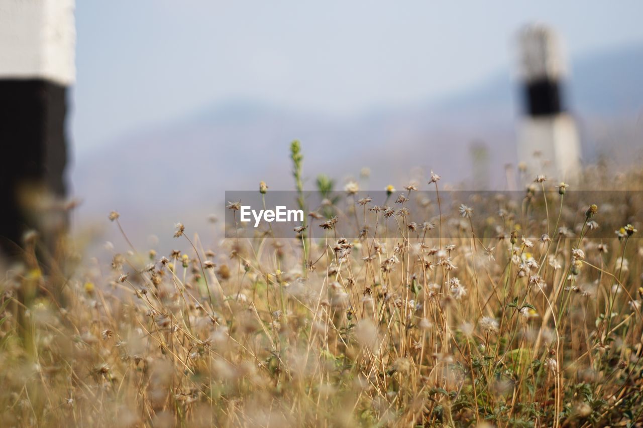 Close-up of flowers growing in field