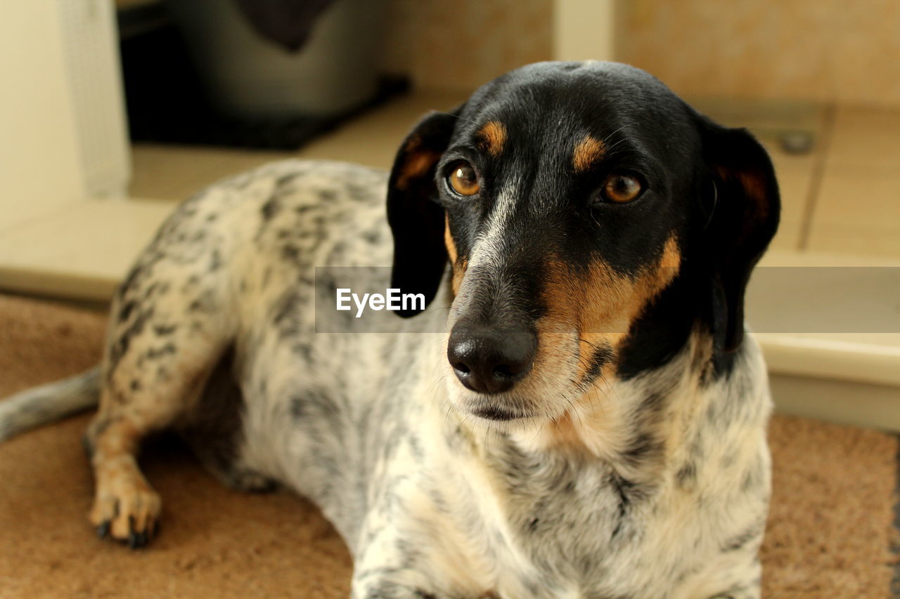 Close-up portrait of dog relaxing on rug at home