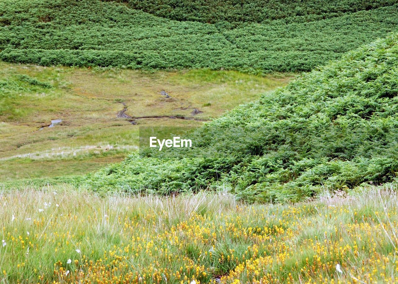 SCENIC VIEW OF FARM FIELD