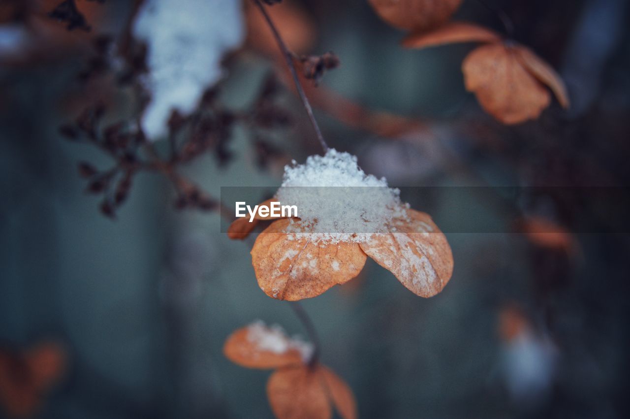 Close-up of snow on plant during winter