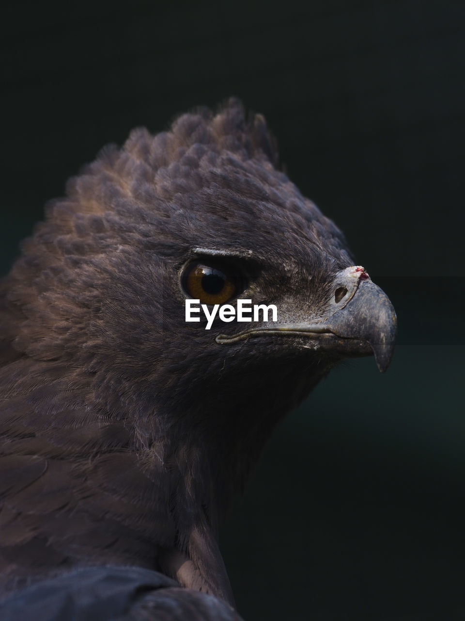 Sharp eyed indonesian eagle