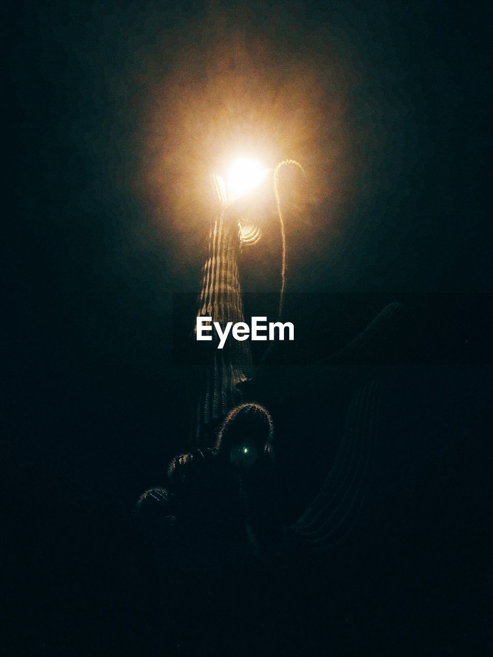 Low angle view of cactus by illuminated street light at night