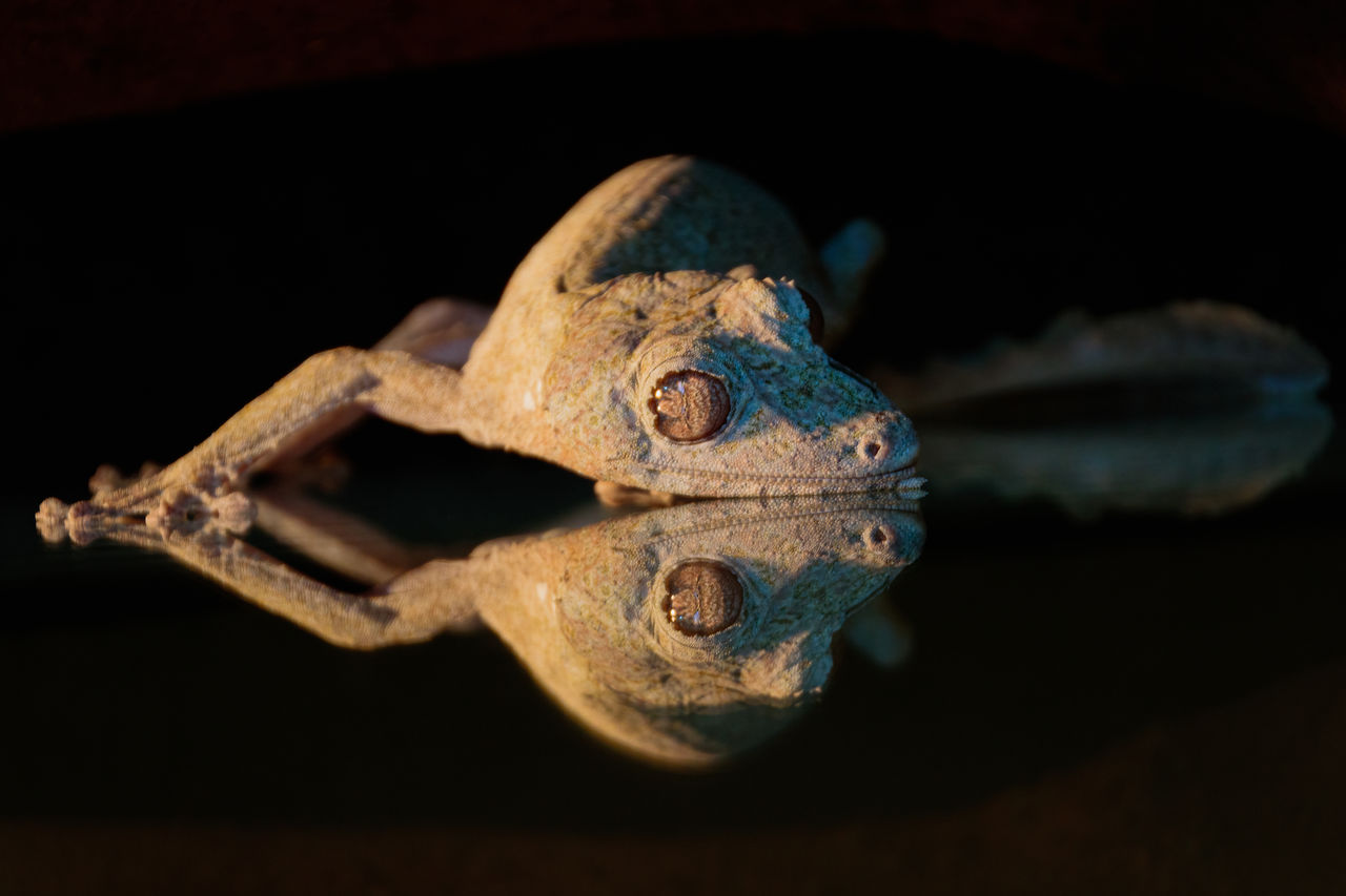 Mirrored giant leaf tailed gecko