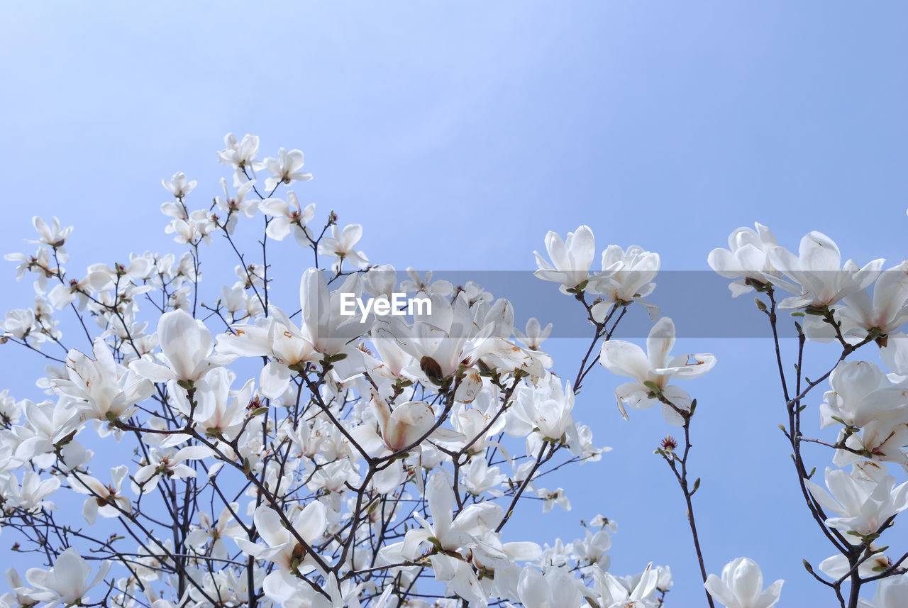 LOW ANGLE VIEW OF MAGNOLIA BLOSSOMS AGAINST SKY