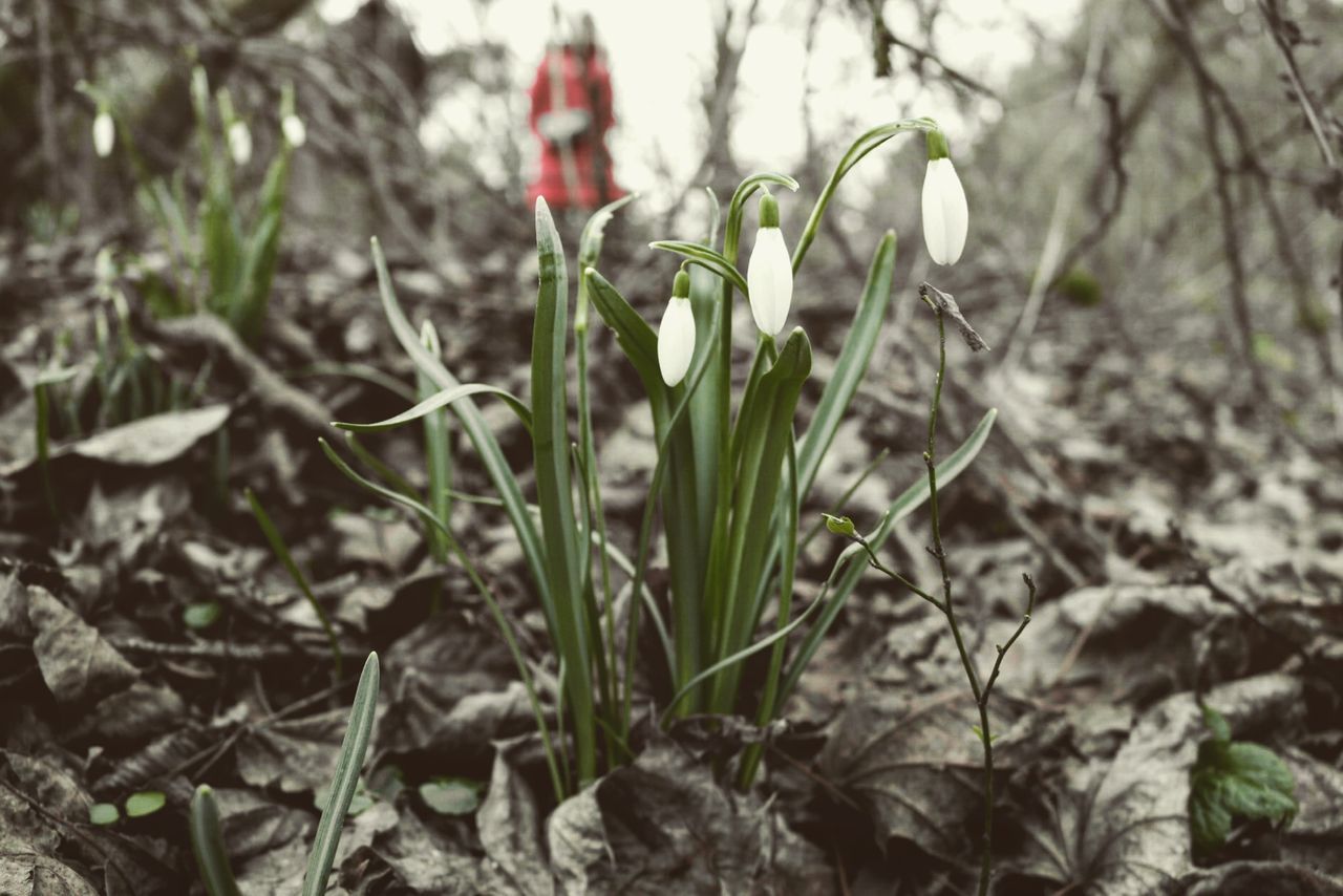 Close-up of plant growing on field