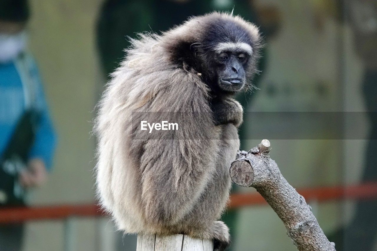 animal themes, animal, primate, monkey, mammal, animal wildlife, one animal, ape, wildlife, macaque, focus on foreground, animal hair, portrait, outdoors, zoo, new world monkey, no people, nature, animals in captivity